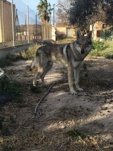 Anshu Astur Timberwolves