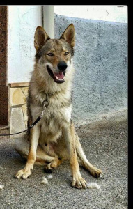 Aken Zoho Glock Pack