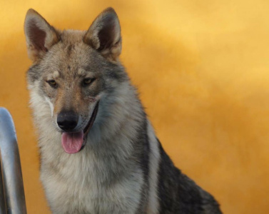 Aken Zoho Glock Pack