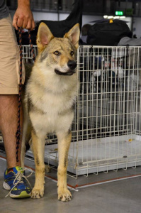 Aken Zoho Glock Pack