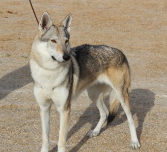 Lobos de la Fuensanta Zara