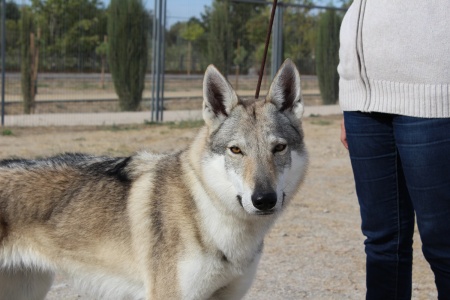 Lobos de la Fuensanta Zara