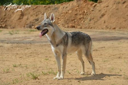 Faylinn Black Sea Wolfdog