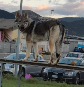 Ginerva Lupi del Montale