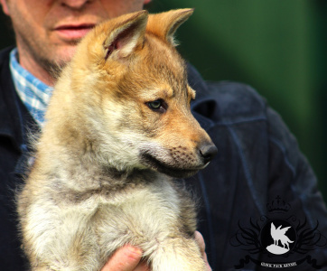 Giada Lupi del Montale