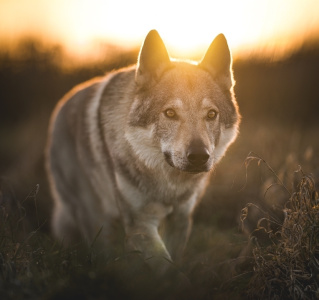 Baldur-Tonda vom Elli-Rudel