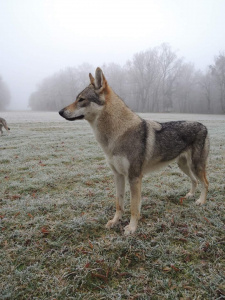 Bludička Mia Wolfdog Bohemia