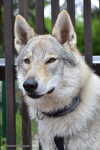 Babu Wolfdog Bohemia