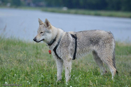 Babu Wolfdog Bohemia