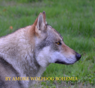 By Amore Wolfdog Bohemia