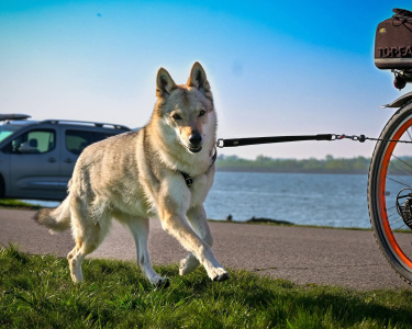 Faysah von Westerode