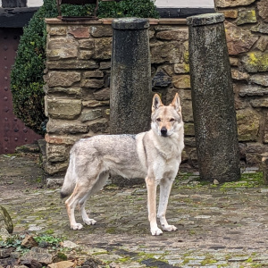 Faysah von Westerode