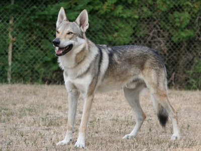 Caddy Wolfdog Bohemia