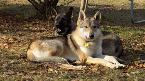 Canis Lupus Wolfdog Bohemia