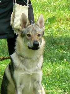 Calla Wolfdog Bohemia