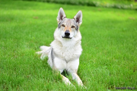 Coco Chanel Wolfdog Bohemia