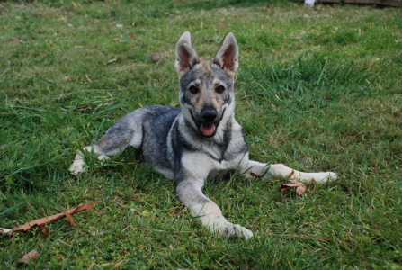 Cora