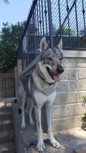 Cora