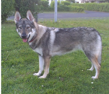 Utopia Black Sea Wolfdog