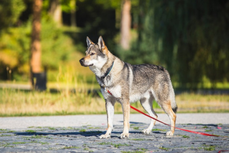 Freki Greywolf s Divokou krví