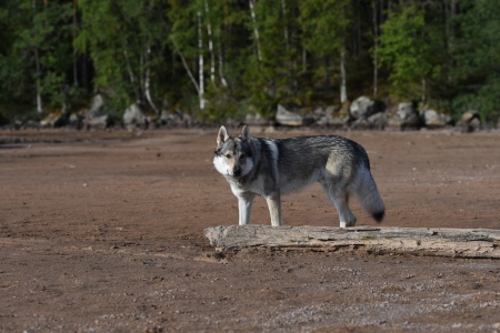 Keylam Spirit Of The Wolf