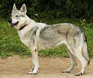 Arwen Potomok vlkov