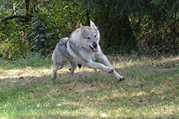 Macao des Loups D'Akairo