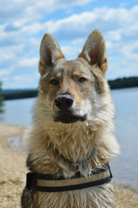 Dakar Wolfdog Bohemia