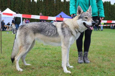 Deniska Wolfdog Bohemia