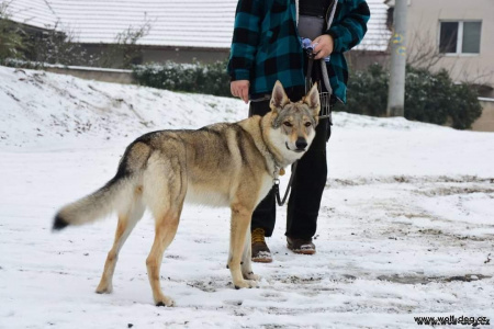 Dori Wolfdog Bohemia