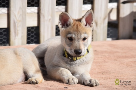 Narya des Loups D'Akairo