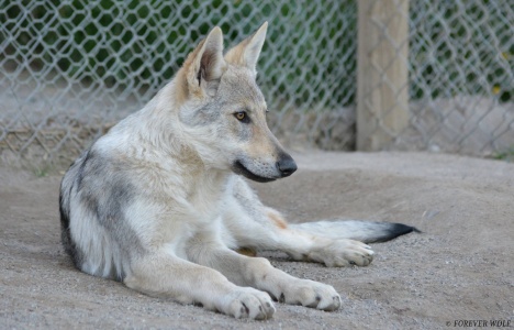 Forever Wolf Call Of the Wild