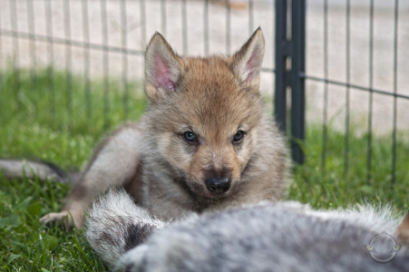 Athanòr Lupus Judex Noctua