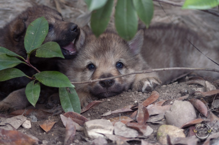 Athanòr Lupus Judex Noctua