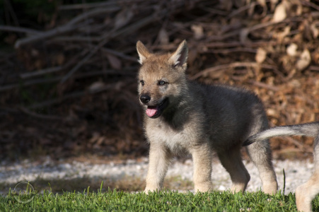 Athanòr Lupus Judex Noctua