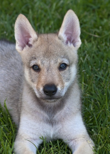 Athanòr Lupus Joachimus Strigem