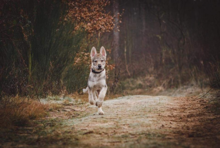 Esko Wolfdog Bohemia