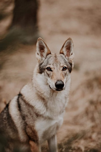 Elysia Luna Wolfdog Bohemia
