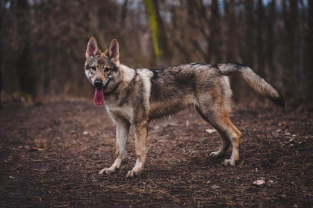 Elysia Luna Wolfdog Bohemia