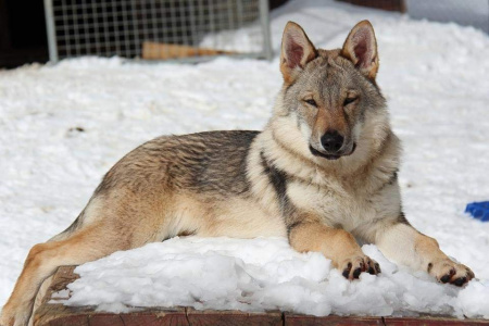 Evangelina Wolfdog Bohemia