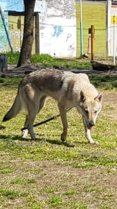 Lobos de la Fuensanta Quechua