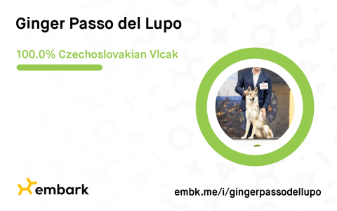 Ginger Passo del Lupo