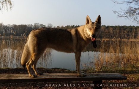 Araya Alexis vom Kaskadenwolf