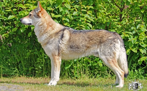 Cirion Potomok vlkov
