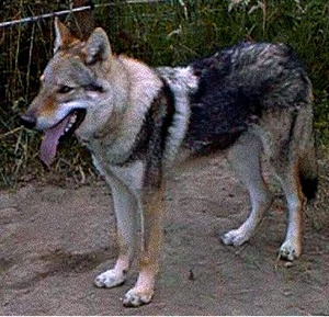 Anubis Wolf z Peronówki