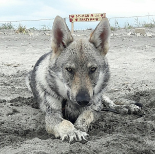 Gordon Salto del Lupo