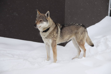 Berkut III z Peronówki