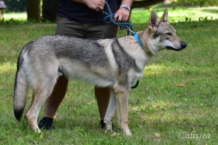 Kerberos s Divokou krví