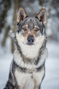 Narsil Yukon s Divokou krví