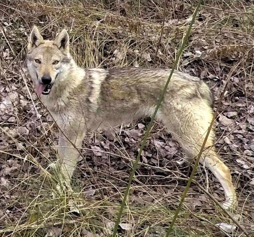  Inhala de Campos y Lobos